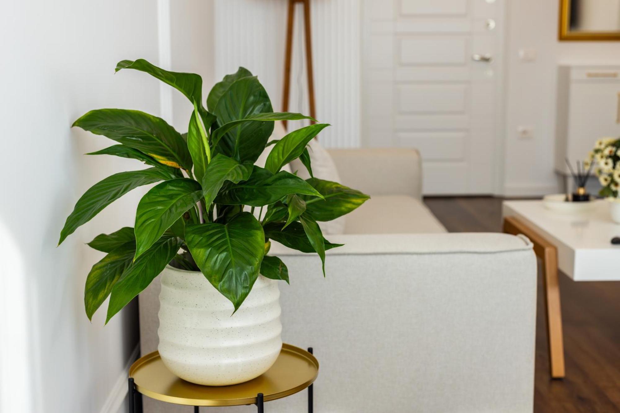 Luxury Rooftop In Astir Apartament *